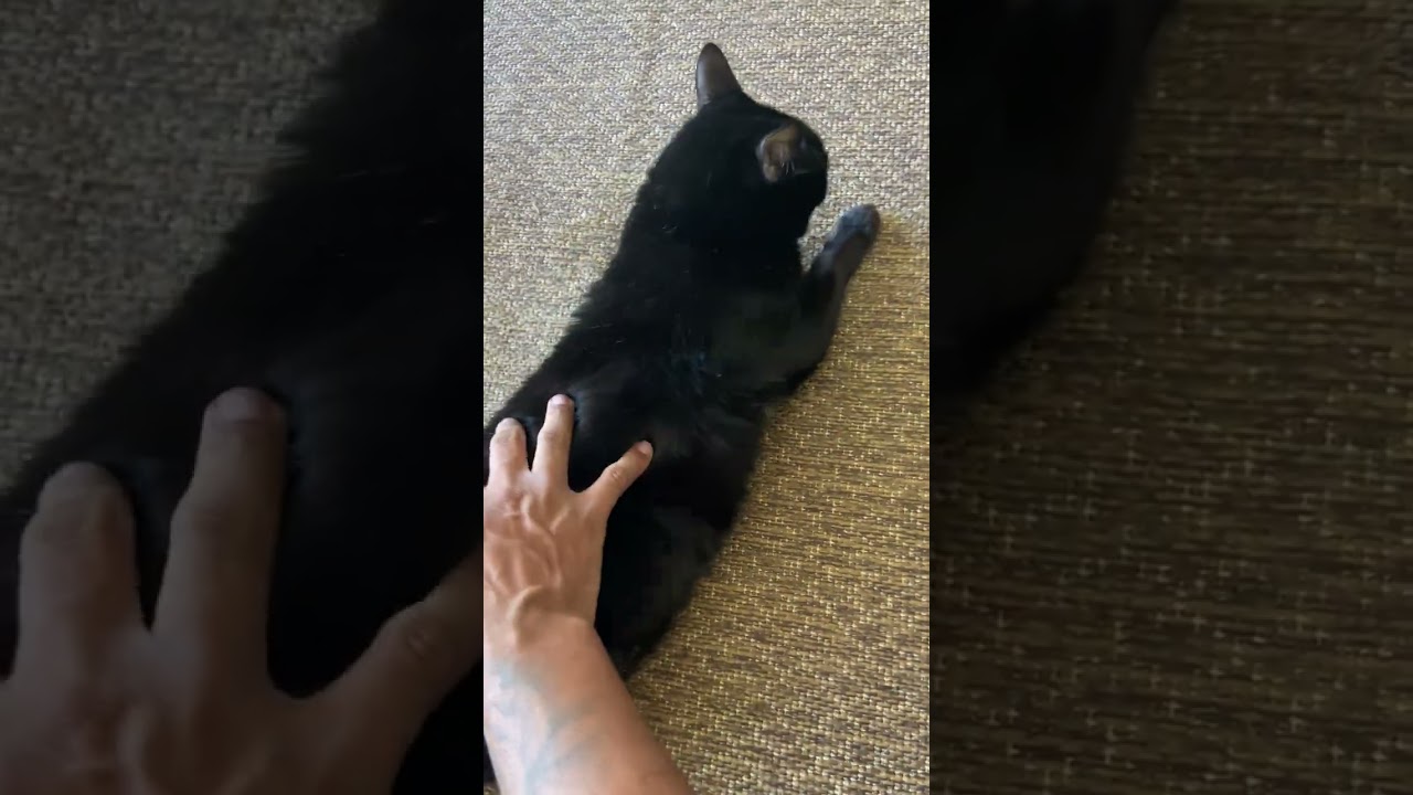 Gato raça SRD-ViraLata idade 4 anos nome Magie 