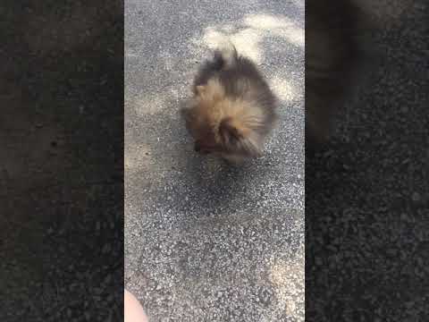 Monkey Boy tiny male Pomeranian Puppy
