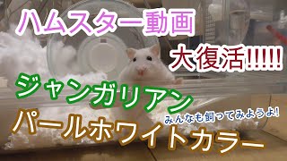 こんな時代だからこそ、ハムスター。【ジャンガリアン,飼育,小動物,ペット】