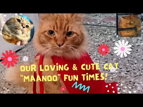 Mohid & Menaal's Pet Cat" Maanoo", Has Fun with Balls, Laser Light, and Trampoline" #CatFun #petcat