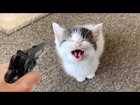 Les animaux les plus drôles 2024 🤩 Les chiens et les chats les plus drôles partie 31