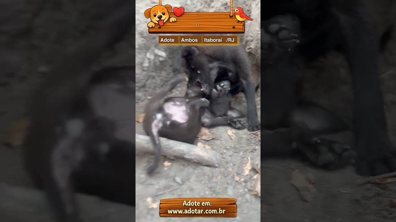 Cachorro raça SRD-ViraLata idade 2 a 6 meses nome ..