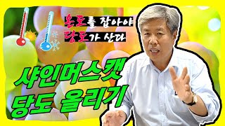 샤인머스캣 당도 올리기! 지금 준비하셔야 합니다.