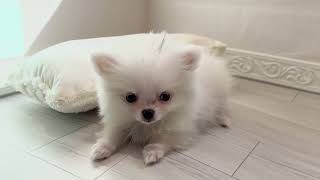 ハーフ犬の動画01