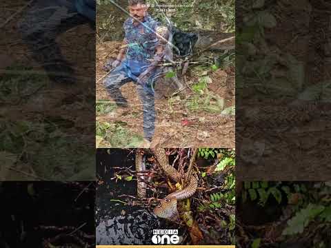 'ഇതാണല്ലേ സ്വർണ നിറമാണെന്നൊക്കെ  പറഞ്ഞെ' കോതമംഗലത്ത് സ്വകാര്യവ്യക്തിയുടെ കിണറിൽ വീണ  മൂർഖൻ പാമ്പ്