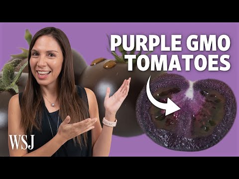 GMO Tomatoes Could Be Returning After 25 Years. Will People Eat Them?
