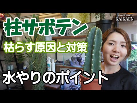 3つの重要なステップでクリスマスサボテンを復活させる方法!  庭園