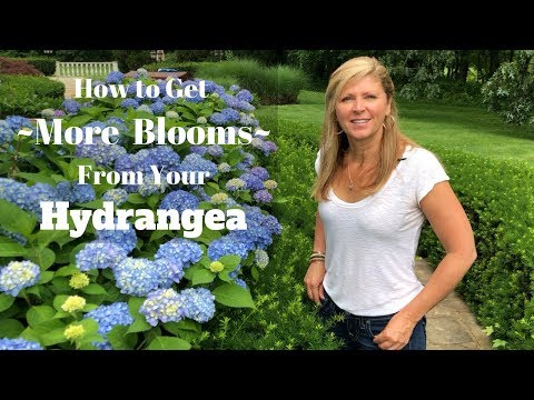 , title : 'How to Get More Blooms From Your Hydrangea