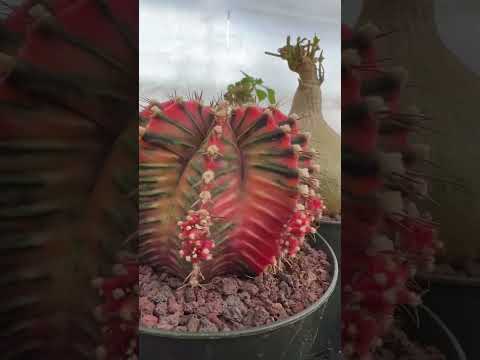 Really like that! Here’s a sneak peak of what’s dropping tomorrow. #cactusquest