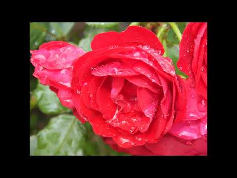 POBIEROWO 2017 - WAKACYJNY URLOP