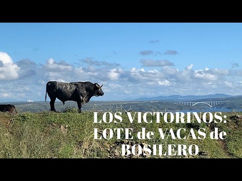 LOTE DE VACAS DEL SEMENTAL «BOSILERO» DE VICTORINO
