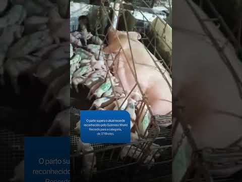 Granja mineira pode entrar para o Guinness com nascimento de 46 leitões