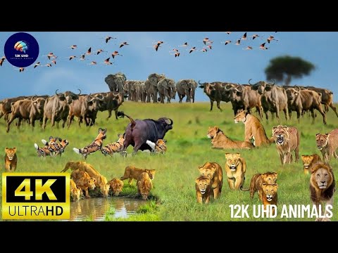 4K African Wildlife: Hwange National Park, Zimbabwe – Wild Africa Captured in Stunning 4K Quality