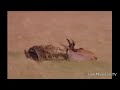 Hyena Hunting Sleeping Topi On The Savannah CLASSIC WILDLIFE