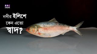 নদীর ইলিশে কেন এতো স্বাদ