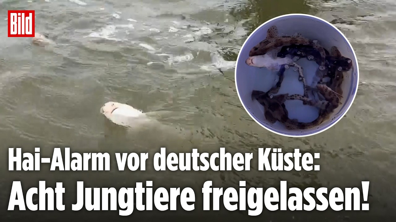 Tierschutzerfolg in Borkum: Kleingefleckte Katzenhaie ausgewildert