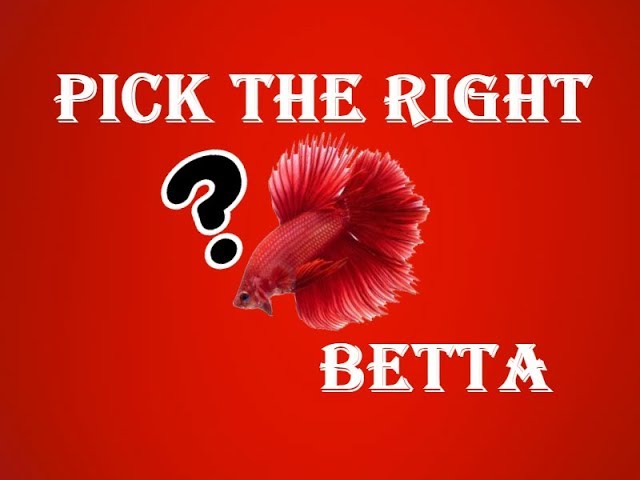 HOW TO CHOOSE THE RIGHT BETTA FISH 2017