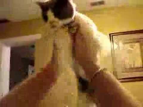 Basil's happy birthday dance