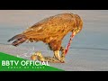 BROWN SNAKE EAGLE The Dominator Of Africa S Deadliest Snakes BBTV Official