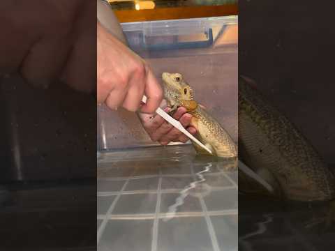 トカゲはどれくらい生きますか?