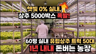 60평 실내, 트럭 50대 분량 유럽상추 수확! 1년 내내 소득 창출 농장의 비결