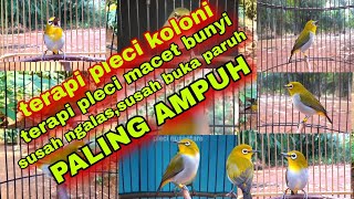 Download lagu Terapi Untuk Pleci Macet Bunyi || Terapi Pleci Koloni || Suara Burung Pleci Ribut mp3