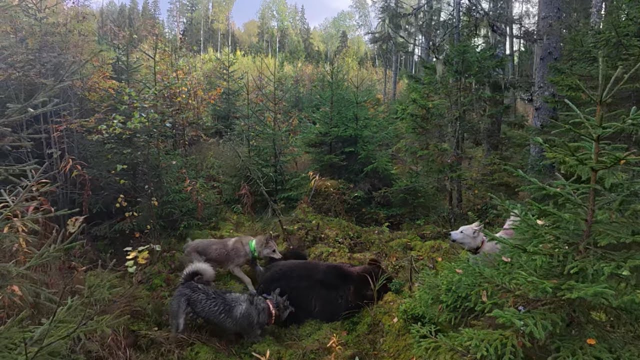 Медведь устроил ловушку в реке.
