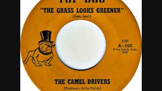 The Camel Drivers - The grass looks greener