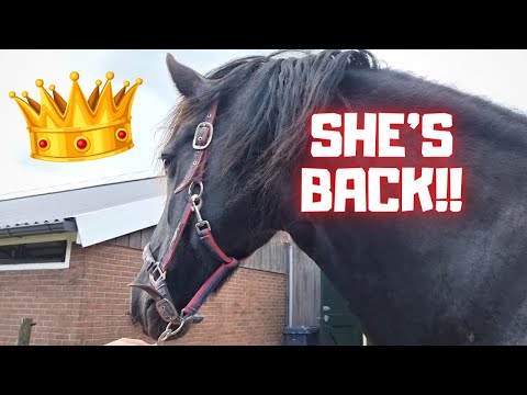 Yes! Queen👑Uniek is back! | Chip the foals | Dieuwke obsessed | Friesian Horses