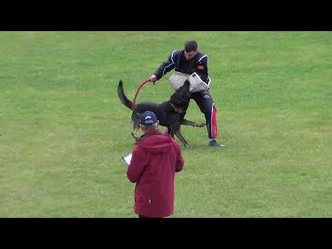 WUSV 2021 SVK 2 - ADRIANA NAGYOVÁ & GERO Z BEROUNSKÉ BAŠTY C 98