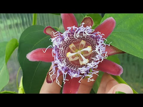 Die Königin der Maracuja. Die Passiflora Alata. Blüht wie verrückt. Eine echte Sensation.