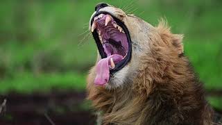 Lion yawn slow motion Sabi Sands on South Africa P