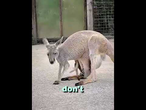 The baby kangaroo is too scared