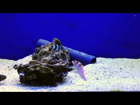 Aqua Tropica - Falks Korallenwächter