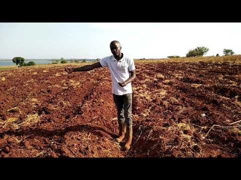How to sow/plant water  Mellon seeds (1st day)   #letsgrowtogether #watermelon #viral