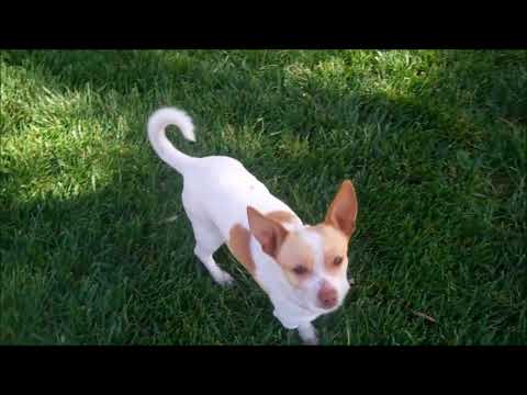 Tater Tot - I have a flaw!, an adopted Rat Terrier & Chihuahua Mix in Pasadena, CA_image-1
