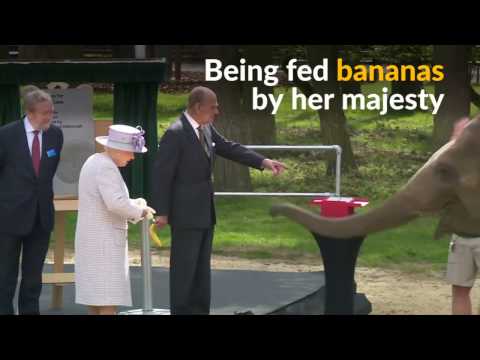 Donna the elephant gets an audience with the queen