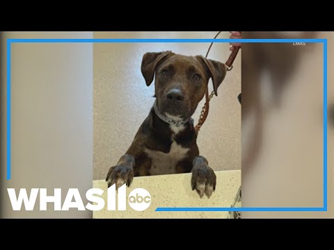 WHAS11 Shelter Stars: Meet one-year-old Buster! - YouTube