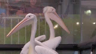 The Dolphin Tale Stars Welcome 3 New Pelicans to CMA