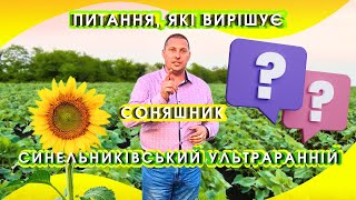 Sunflower seeds of the Synelnykovskiy UltraEarly variety (SUR) - Image 2 | Agroline Sunflower seeds of the Synelnykovskiy UltraEarly variety (SUR) | Image 2 - Agroline