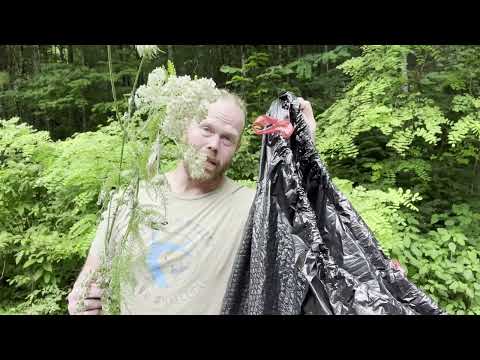 How to identify Poison Hemlock, Queen Anne's Lace and Yarrow.