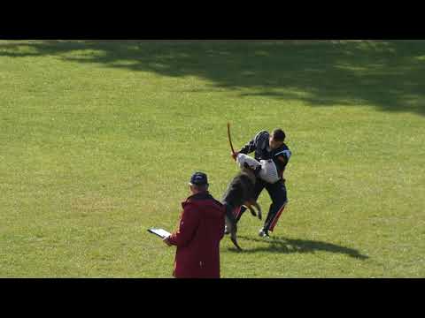 WUSV 2021  FRA 5 - PHILIPPE FUHS & OREX DU CHÂTEAU DU PARADIS       C 91