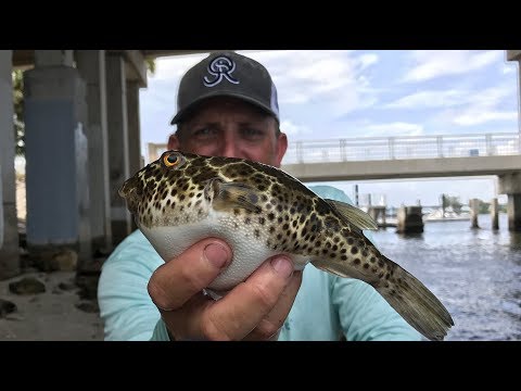 Toadie Tempura {Catch, Clean, Cook} Checkered Puffer Tasty Tuesday