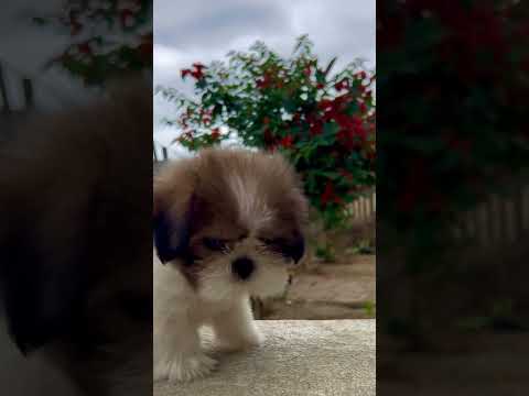 My dog ​​is handsome 🥰🥰 #doglover #dog #perros #perro #funny #feedshorts #comedia