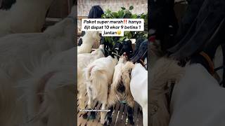 Download lagu Super cheap PE goat package of 10 goats, 9 females, 1 male, only 8 million☺️ #mudajayafarmponorogo mp3