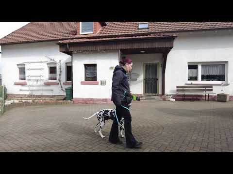 Dalmatiner • Unterordnung • Training zu Hause im Lockdown
