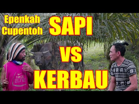 epen-cupen-sapi-vs-kerbau