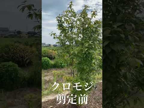 開花を促進するために2月に剪定する6つの低木  庭園