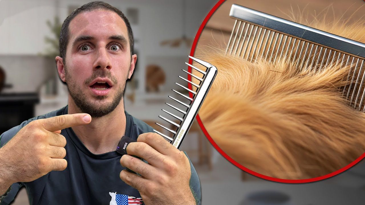 How to Brush Your Dog at Home: Avoid These 3 Mistakes