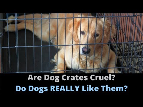 YouTube video about: Should I cover my dog's crate?
